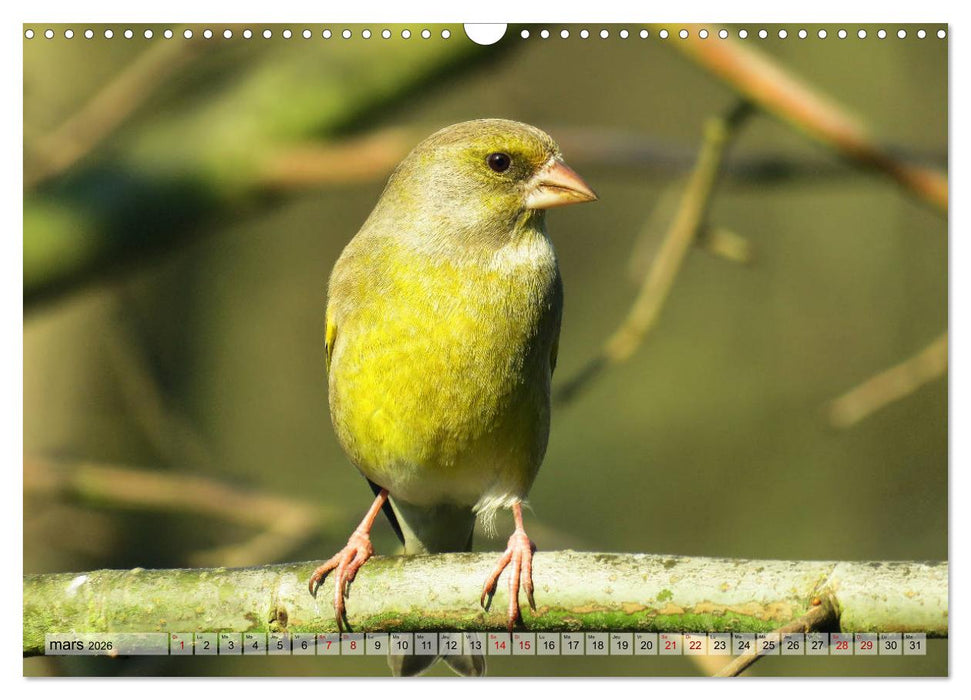 Jolis oiseaux de jardin (CALVENDO Calendrier mensuel 2026)