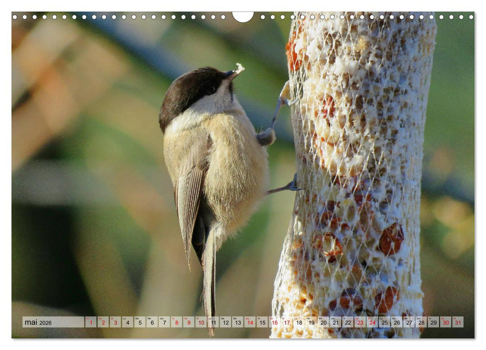 Jolis oiseaux de jardin (CALVENDO Calendrier mensuel 2026)
