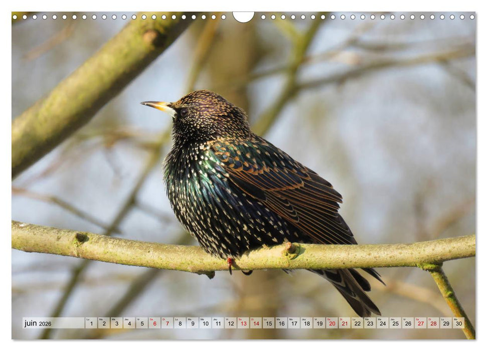 Jolis oiseaux de jardin (CALVENDO Calendrier mensuel 2026)