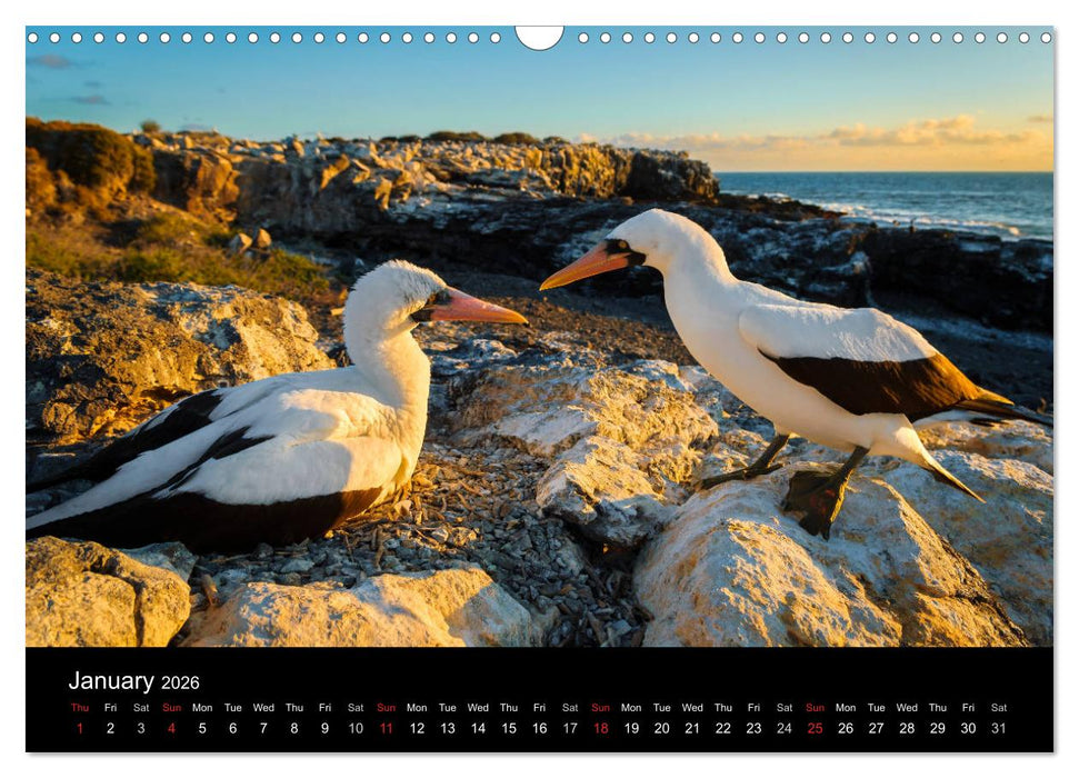 WILD GALAPAGOS (CALVENDO Monthly Calendar 2026)