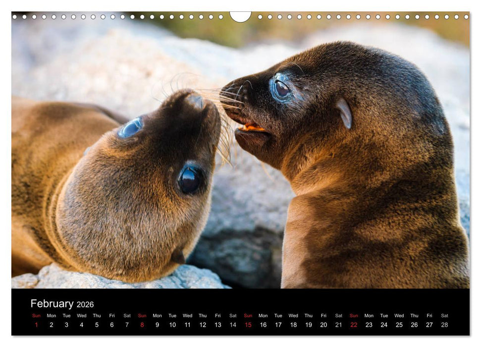 WILD GALAPAGOS (CALVENDO Monthly Calendar 2026)