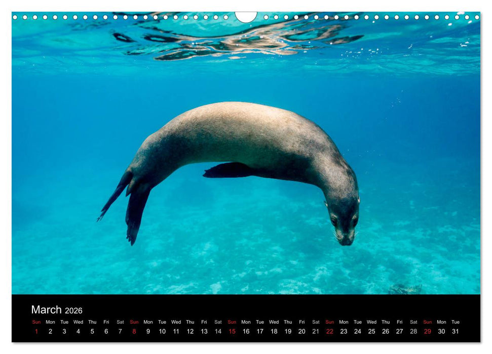 WILD GALAPAGOS (CALVENDO Monthly Calendar 2026)