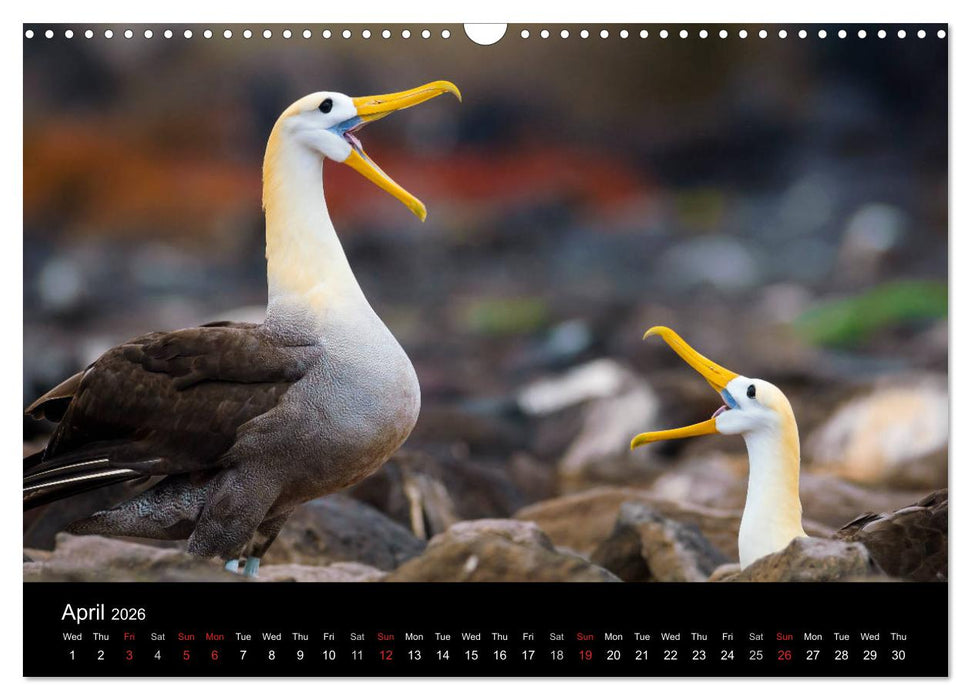WILD GALAPAGOS (CALVENDO Monthly Calendar 2026)