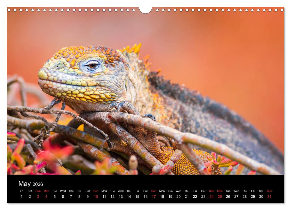 WILD GALAPAGOS (CALVENDO Monthly Calendar 2026)