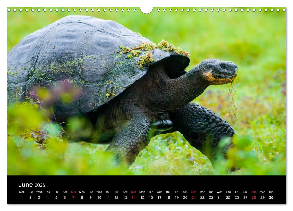 WILD GALAPAGOS (CALVENDO Monthly Calendar 2026)