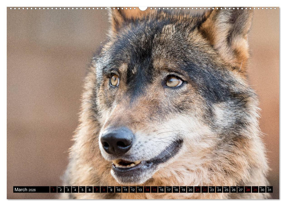 Wolves, Wild Spirits (CALVENDO Premium-Calendar 2026)