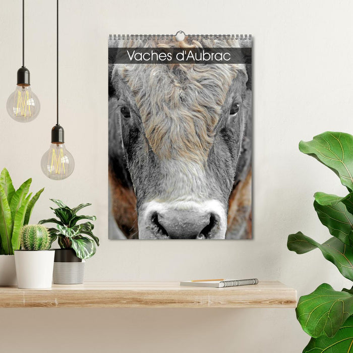 Vaches d'Aubrac (CALVENDO Calendrier mensuel 2026)