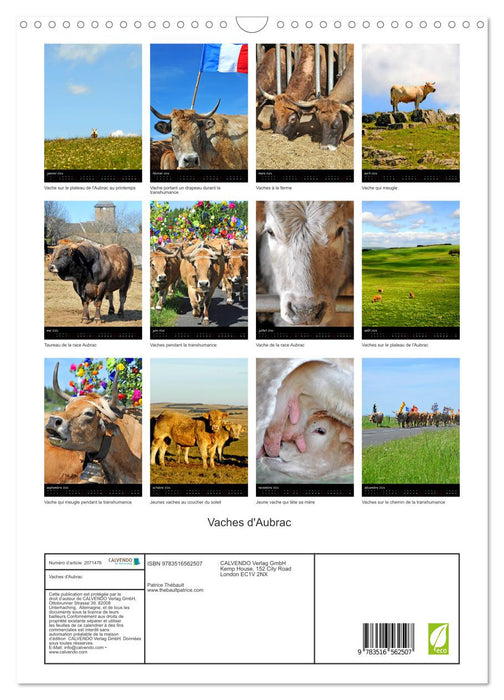 Vaches d'Aubrac (CALVENDO Calendrier mensuel 2026)