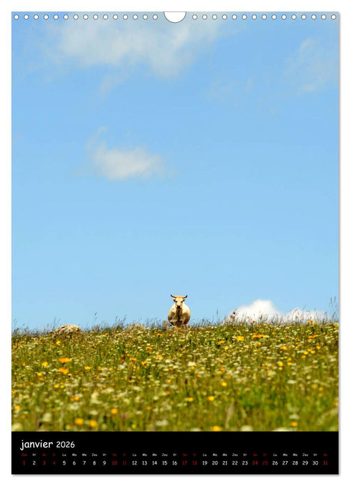 Vaches d'Aubrac (CALVENDO Calendrier mensuel 2026)