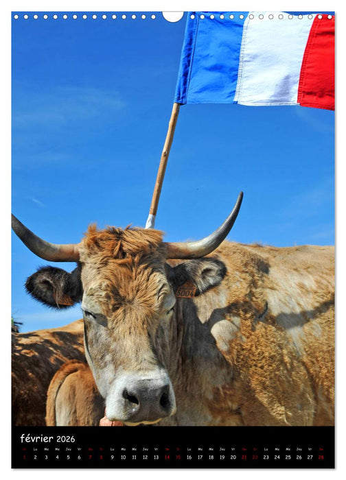 Vaches d'Aubrac (CALVENDO Calendrier mensuel 2026)