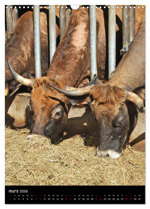Vaches d'Aubrac (CALVENDO Calendrier mensuel 2026)