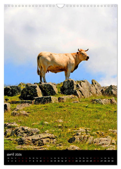 Vaches d'Aubrac (CALVENDO Calendrier mensuel 2026)
