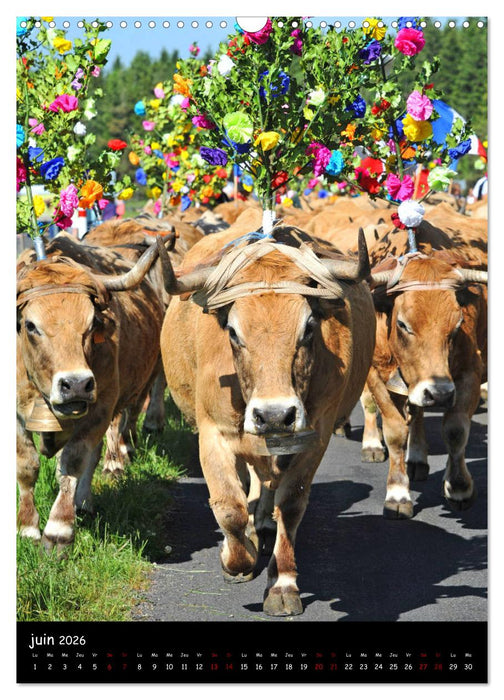 Vaches d'Aubrac (CALVENDO Calendrier mensuel 2026)