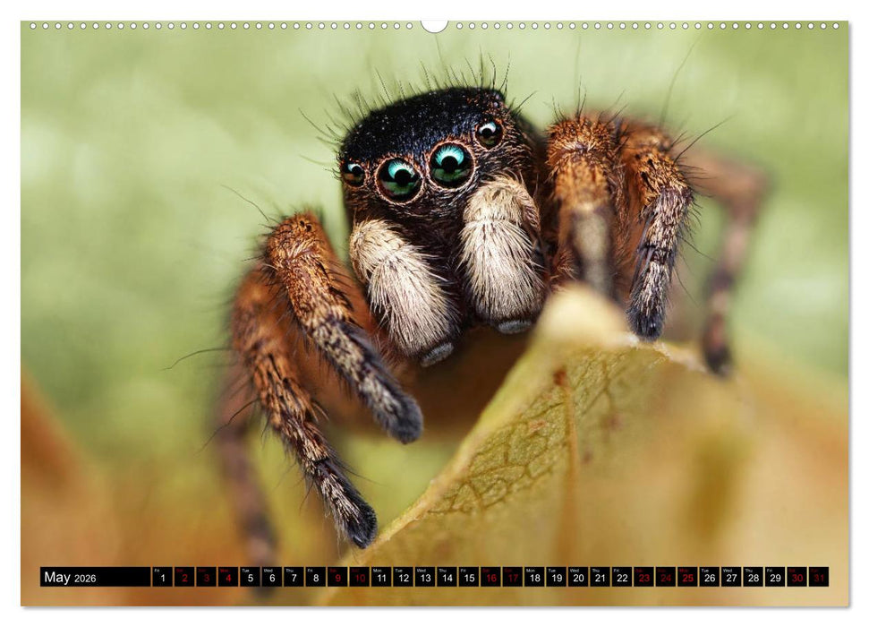 Jumping Spiders (CALVENDO Premium-Calendar 2026)