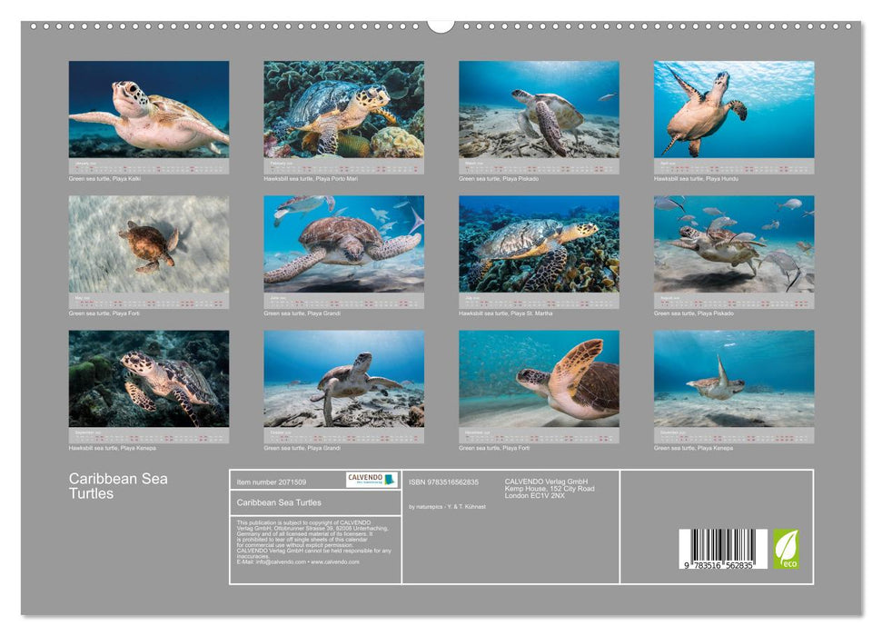 Caribbean Sea Turtles (CALVENDO Premium-Calendar 2026)