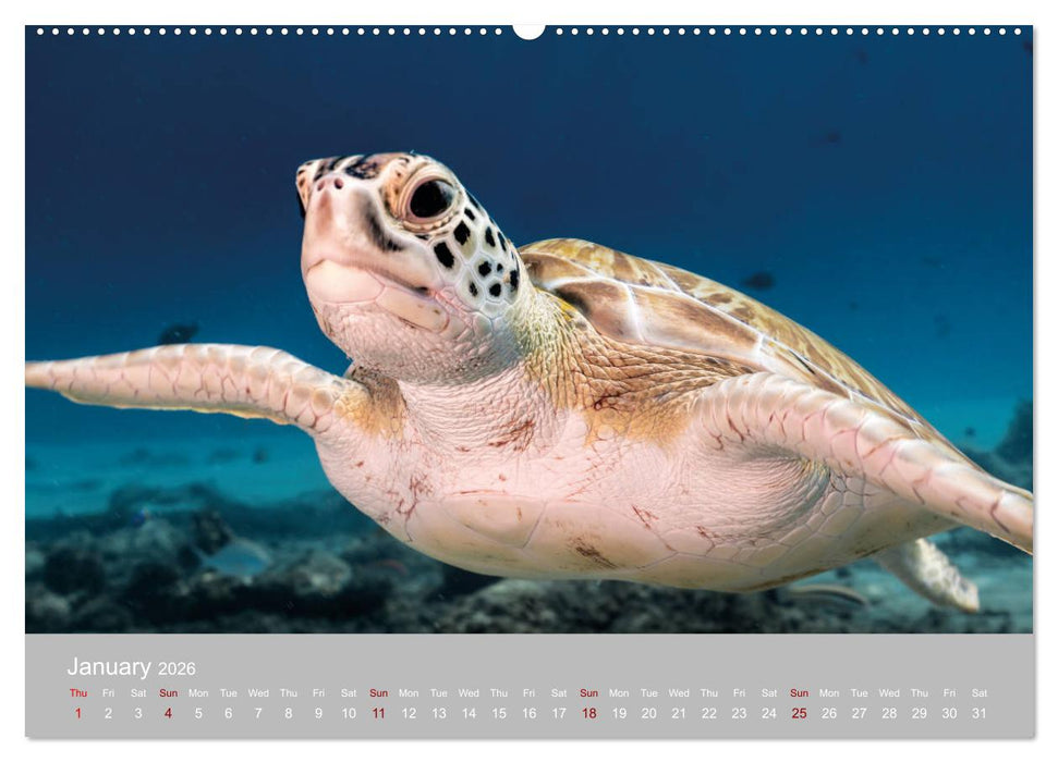 Caribbean Sea Turtles (CALVENDO Premium-Calendar 2026)