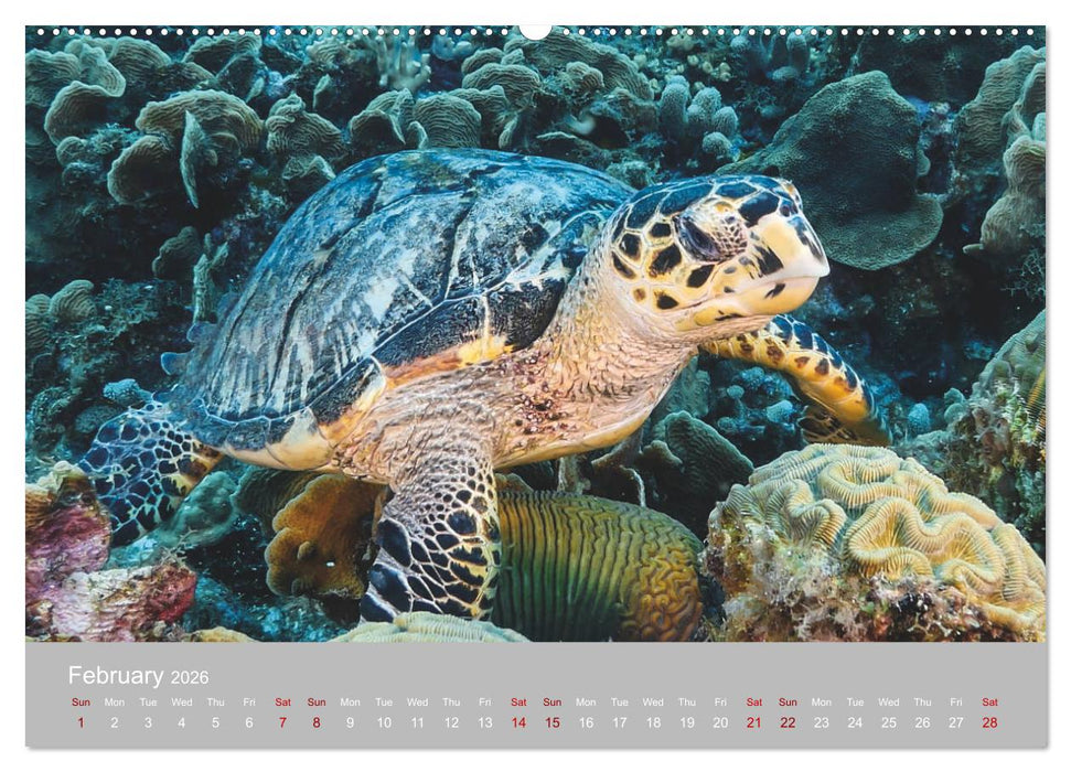 Caribbean Sea Turtles (CALVENDO Premium-Calendar 2026)
