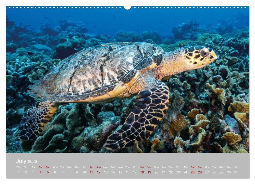 Caribbean Sea Turtles (CALVENDO Premium-Calendar 2026)