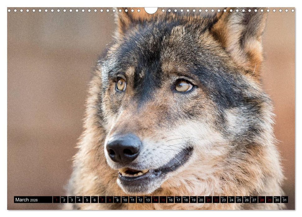 Wolves, Wild Spirits (CALVENDO Monthly Calendar 2026)