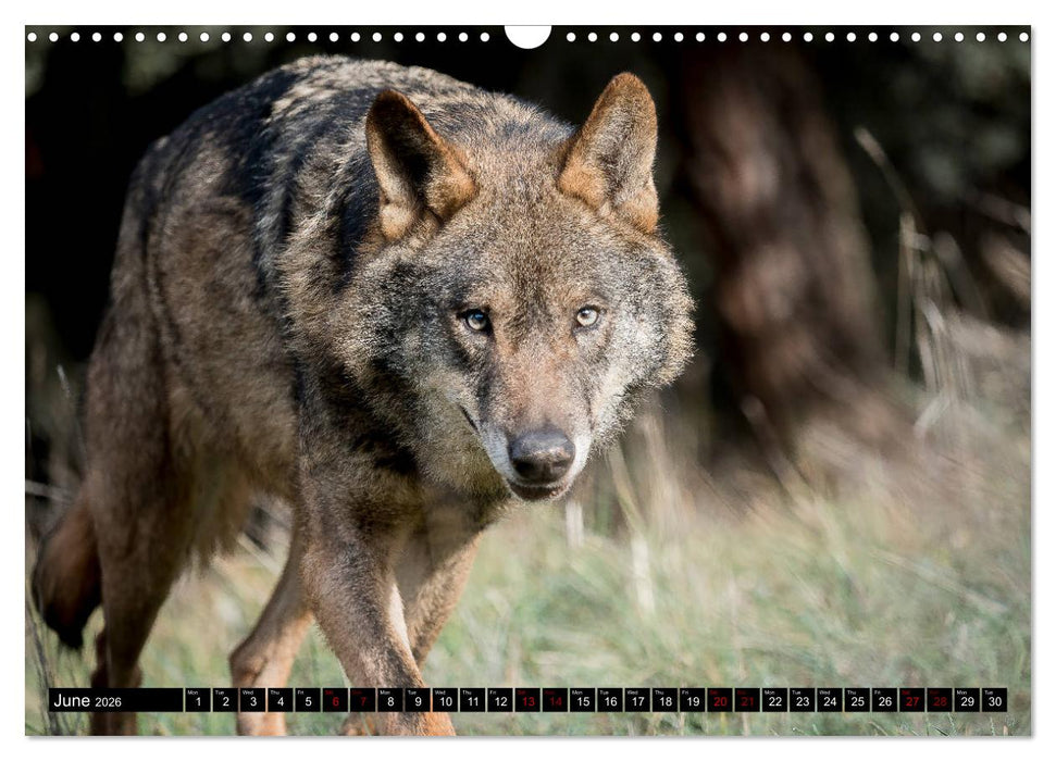 Wolves, Wild Spirits (CALVENDO Monthly Calendar 2026)