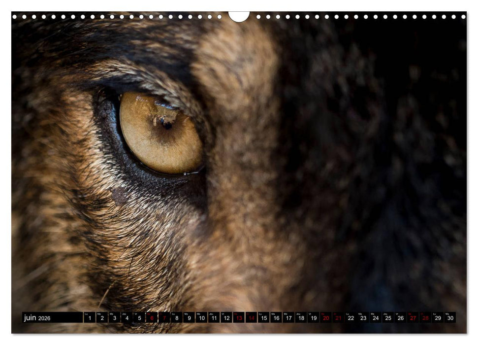 Le loup: l'esprit sauvage (CALVENDO Calendrier mensuel 2026)
