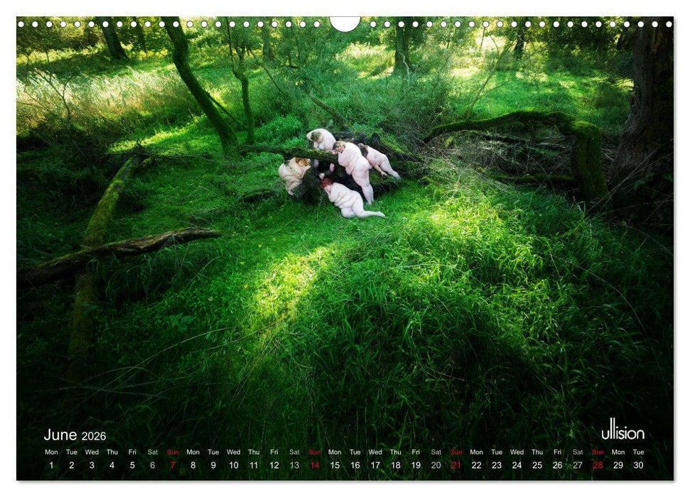 Mothers of earth- life can be so voluptuous (CALVENDO Monthly Calendar 2026)