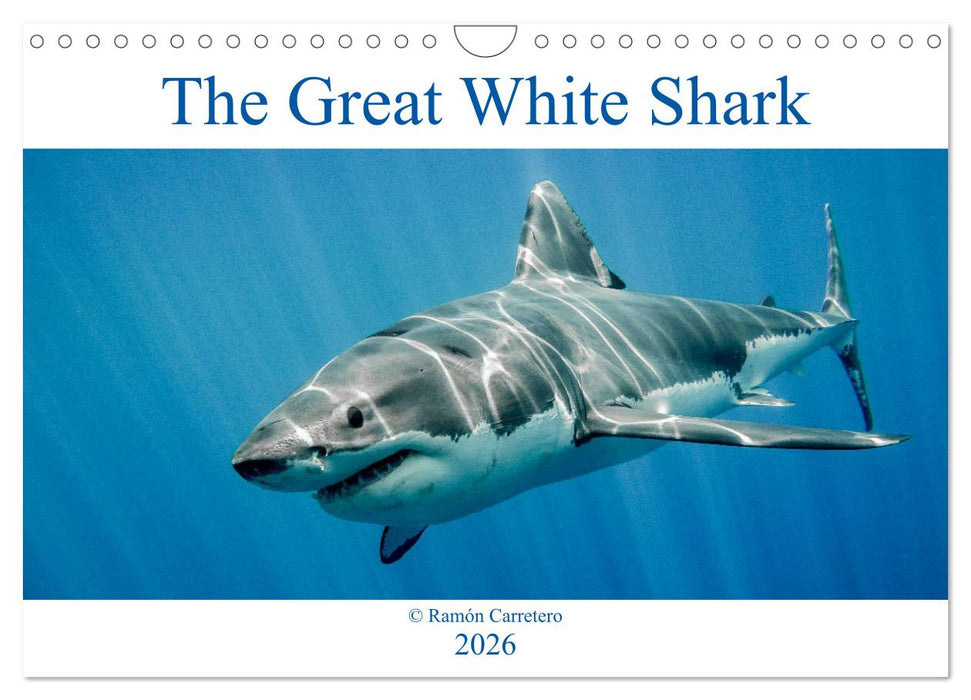 The Great White Shark: King of the Ocean (CALVENDO Monthly Calendar 2026)