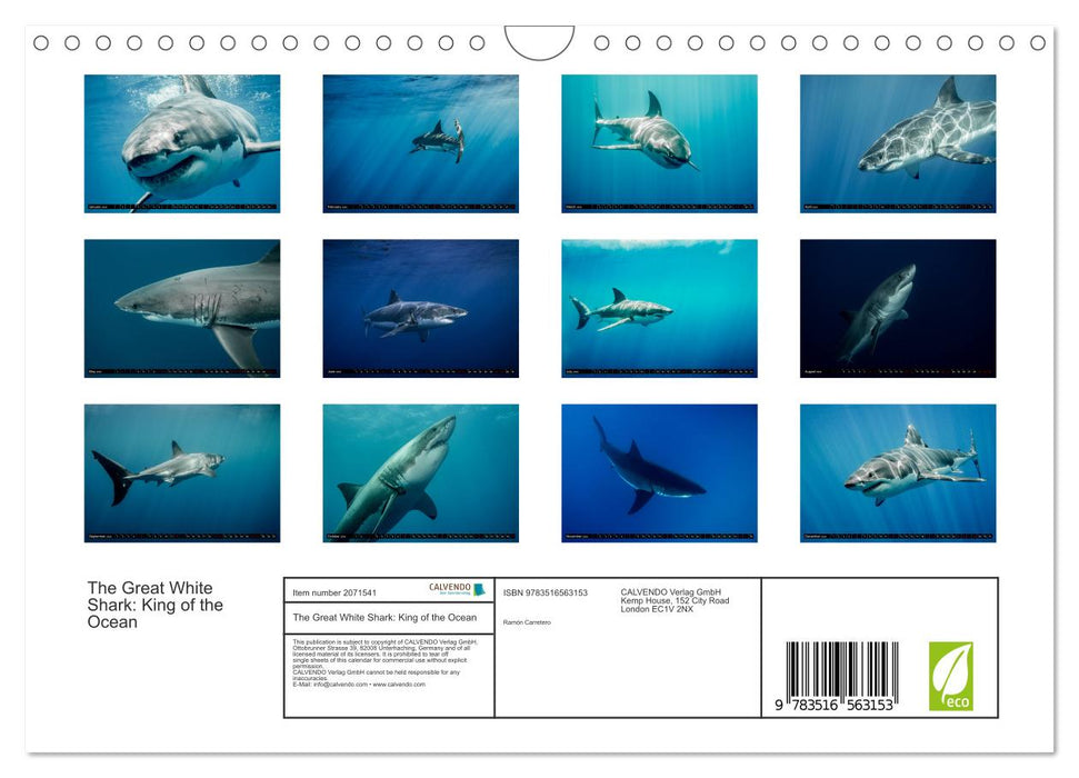 The Great White Shark: King of the Ocean (CALVENDO Monthly Calendar 2026)