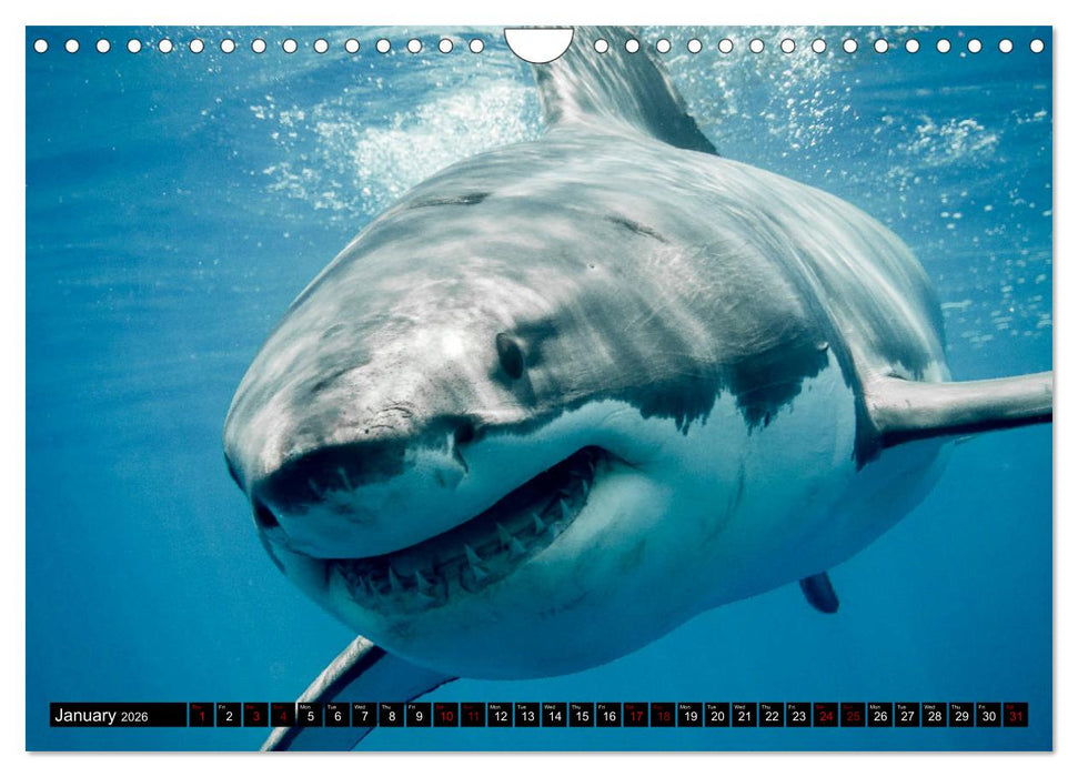 The Great White Shark: King of the Ocean (CALVENDO Monthly Calendar 2026)