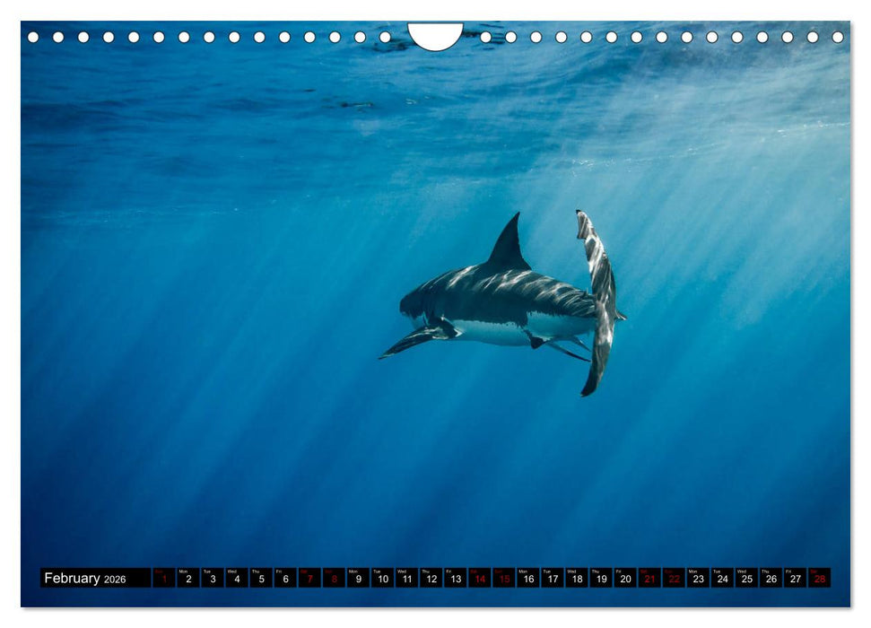 The Great White Shark: King of the Ocean (CALVENDO Monthly Calendar 2026)