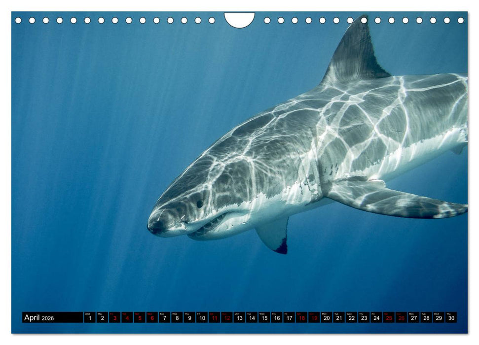 The Great White Shark: King of the Ocean (CALVENDO Monthly Calendar 2026)