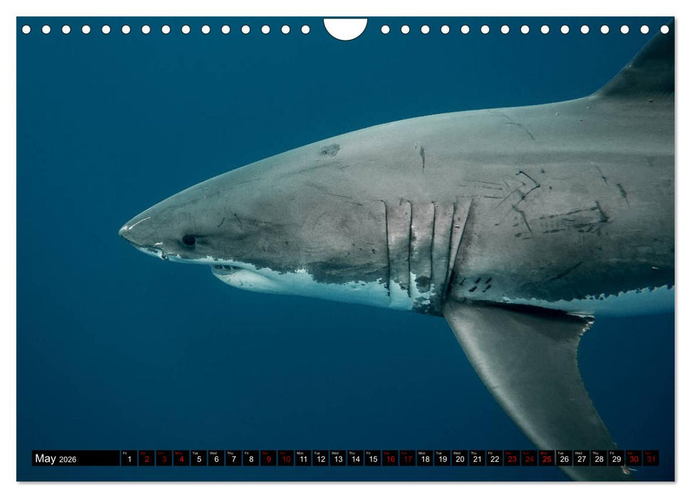 The Great White Shark: King of the Ocean (CALVENDO Monthly Calendar 2026)
