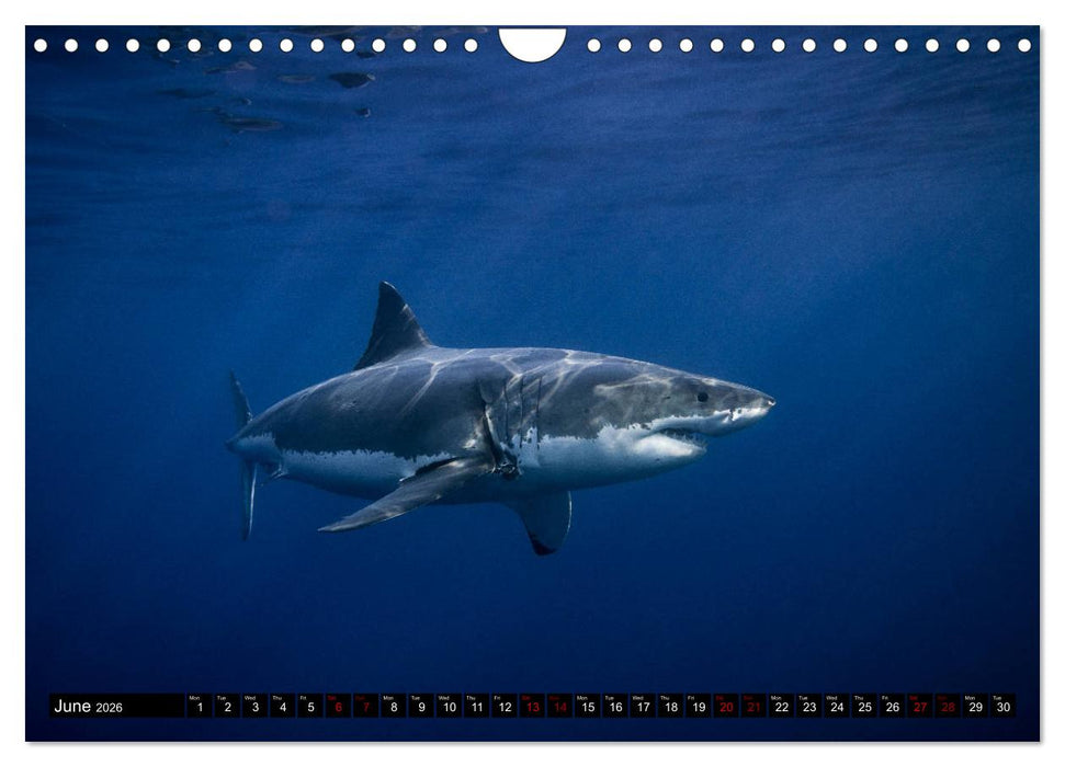 The Great White Shark: King of the Ocean (CALVENDO Monthly Calendar 2026)