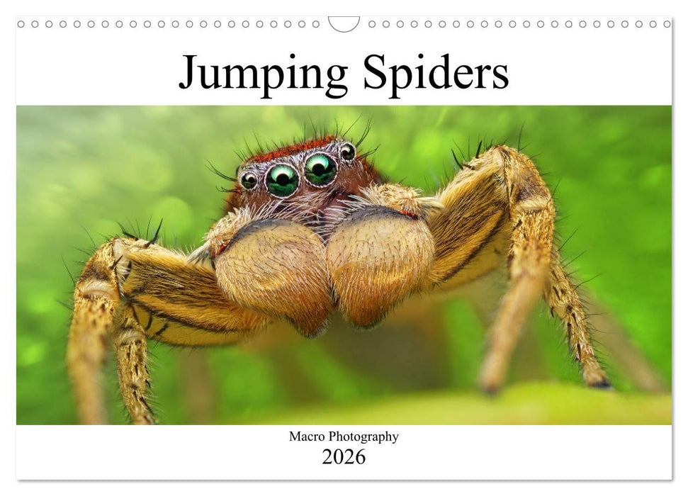 Jumping Spiders (CALVENDO Monthly Calendar 2026)