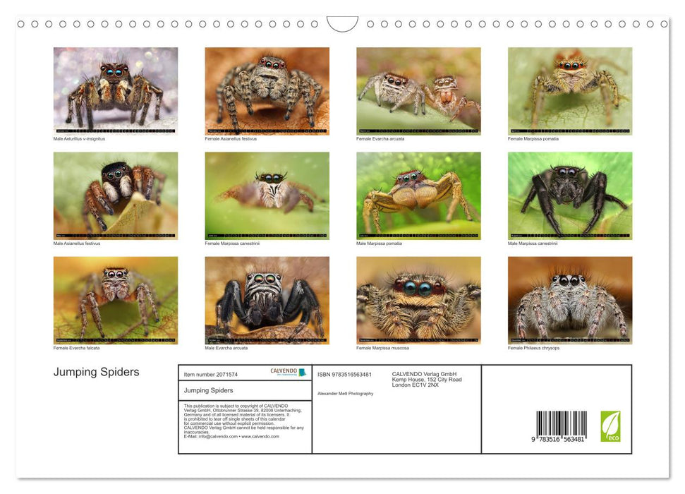 Jumping Spiders (CALVENDO Monthly Calendar 2026)