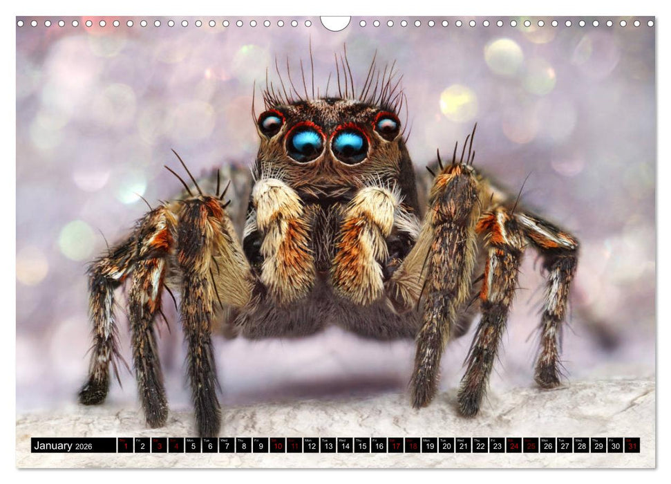 Jumping Spiders (CALVENDO Monthly Calendar 2026)