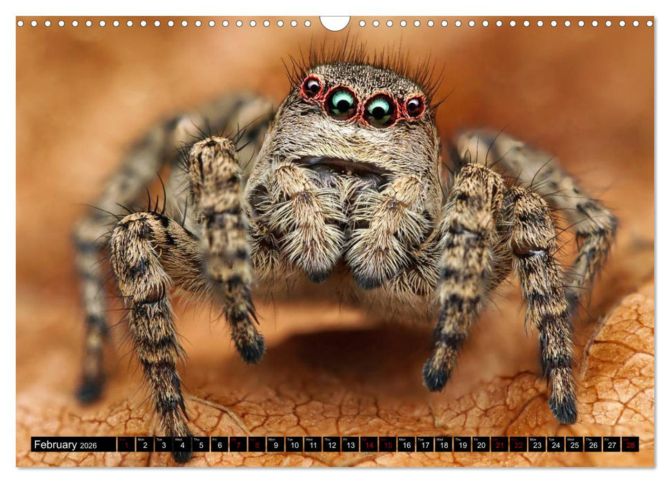 Jumping Spiders (CALVENDO Monthly Calendar 2026)