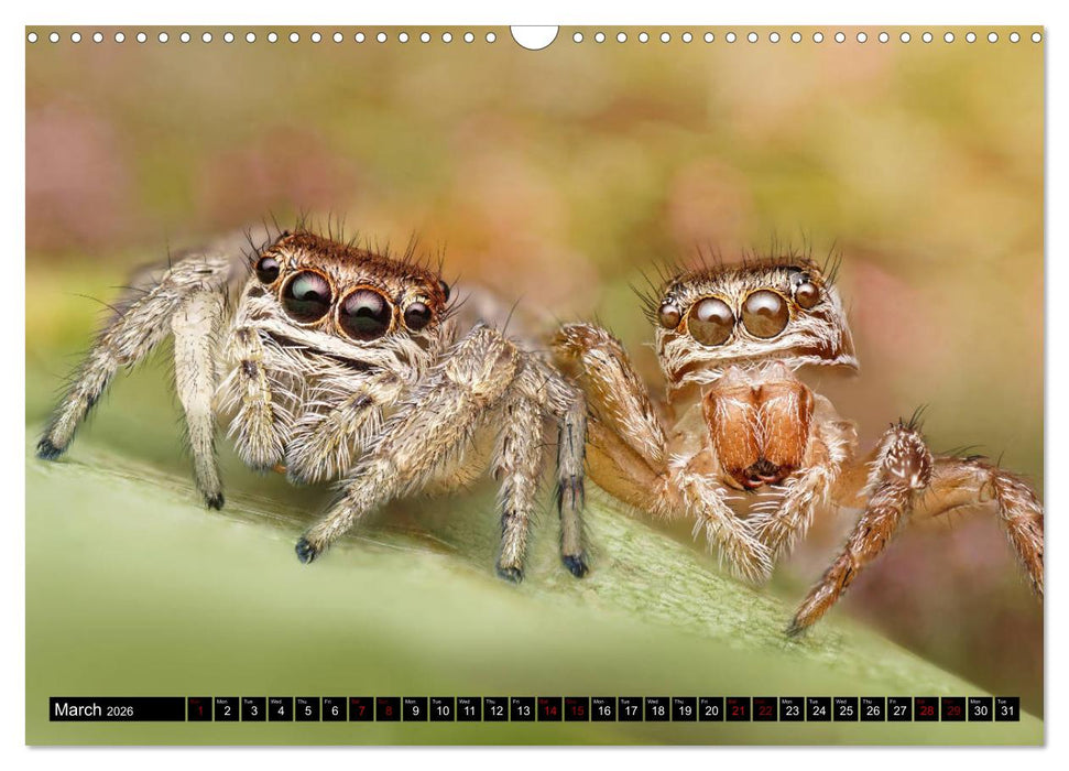 Jumping Spiders (CALVENDO Monthly Calendar 2026)