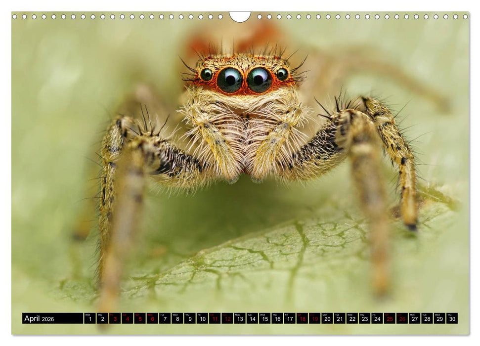 Jumping Spiders (CALVENDO Monthly Calendar 2026)