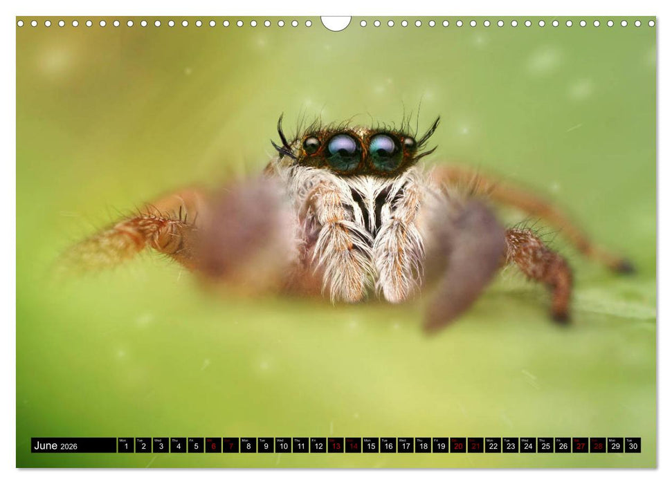 Jumping Spiders (CALVENDO Monthly Calendar 2026)