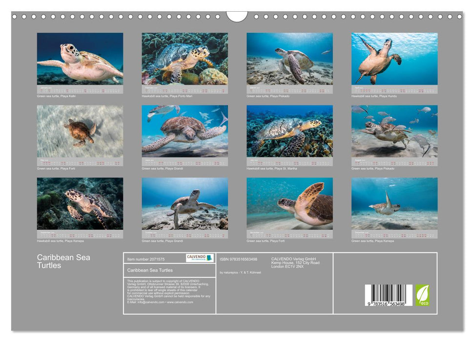 Caribbean Sea Turtles (CALVENDO Monthly Calendar 2026)
