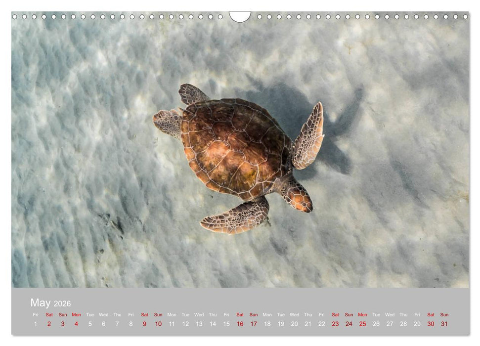 Caribbean Sea Turtles (CALVENDO Monthly Calendar 2026)