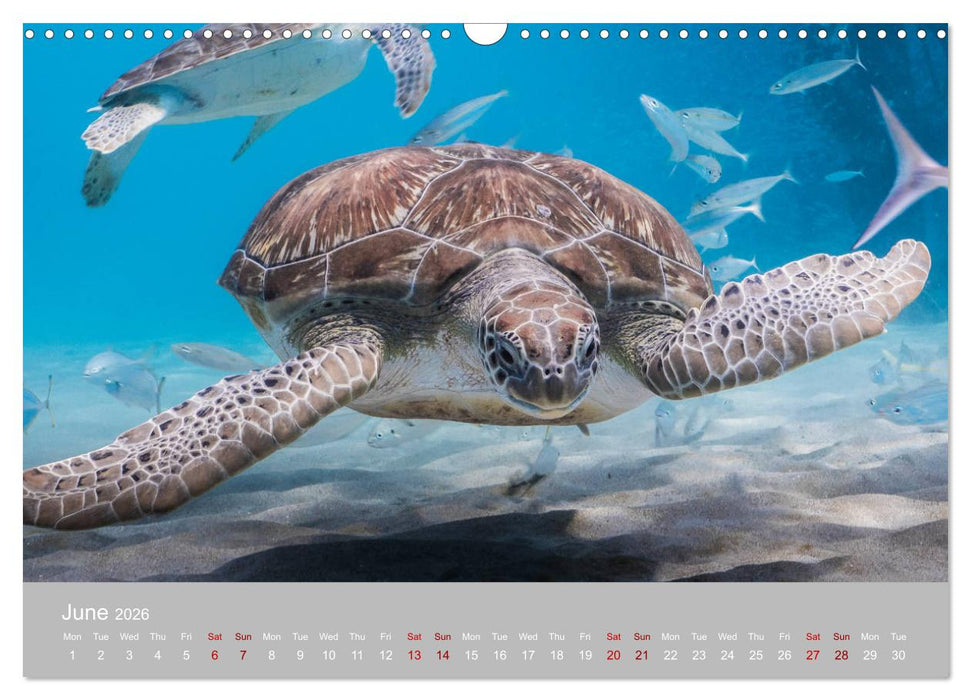 Caribbean Sea Turtles (CALVENDO Monthly Calendar 2026)