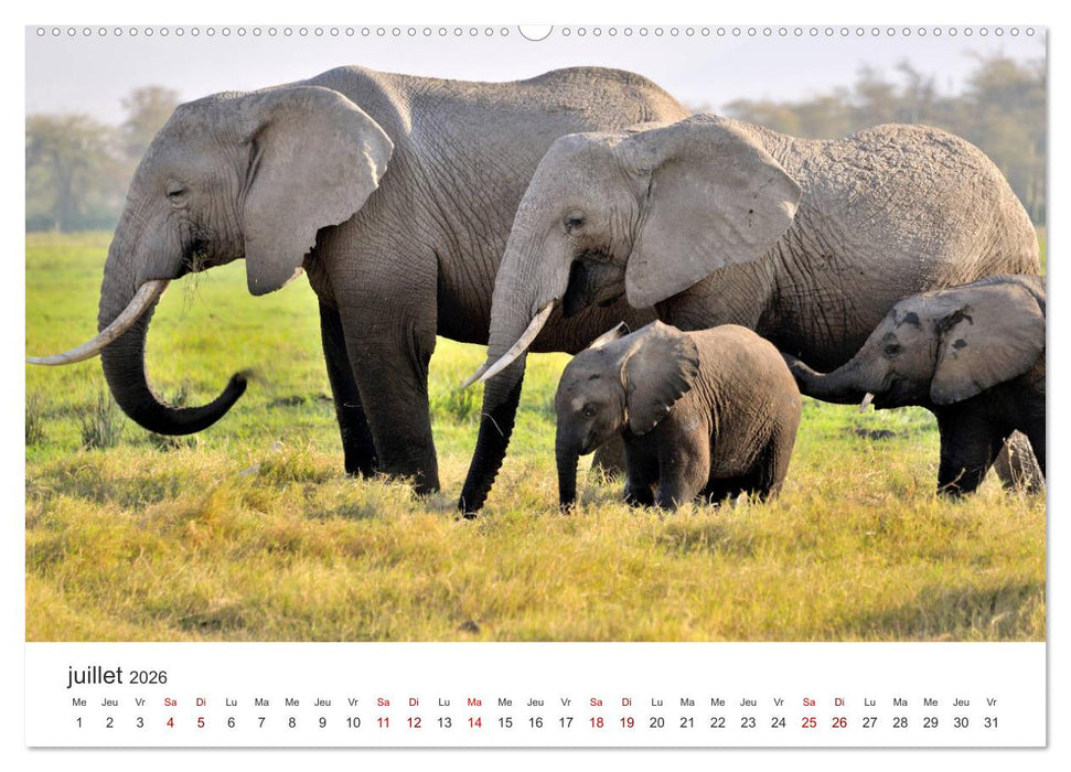Éléphants en Afrique (CALVENDO Calendrier supérieur 2026)
