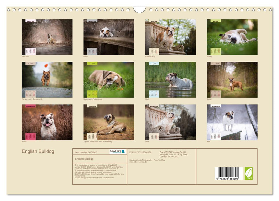 English Bulldog (CALVENDO Monthly Calendar 2026)