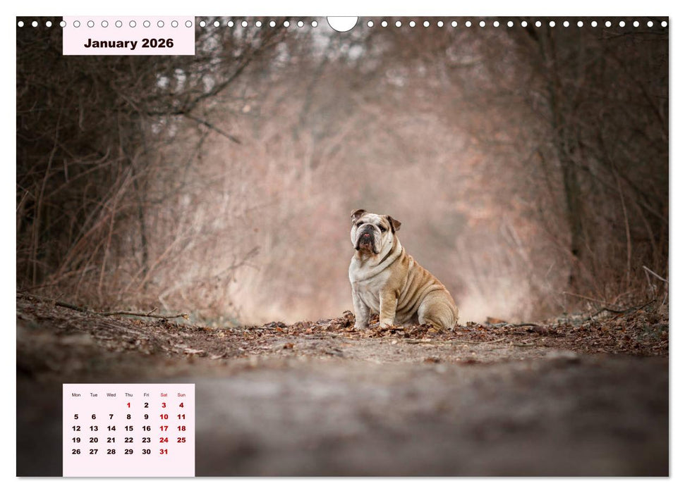 English Bulldog (CALVENDO Monthly Calendar 2026)