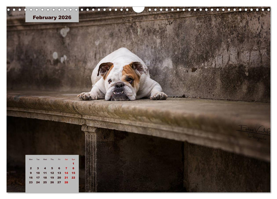 English Bulldog (CALVENDO Monthly Calendar 2026)