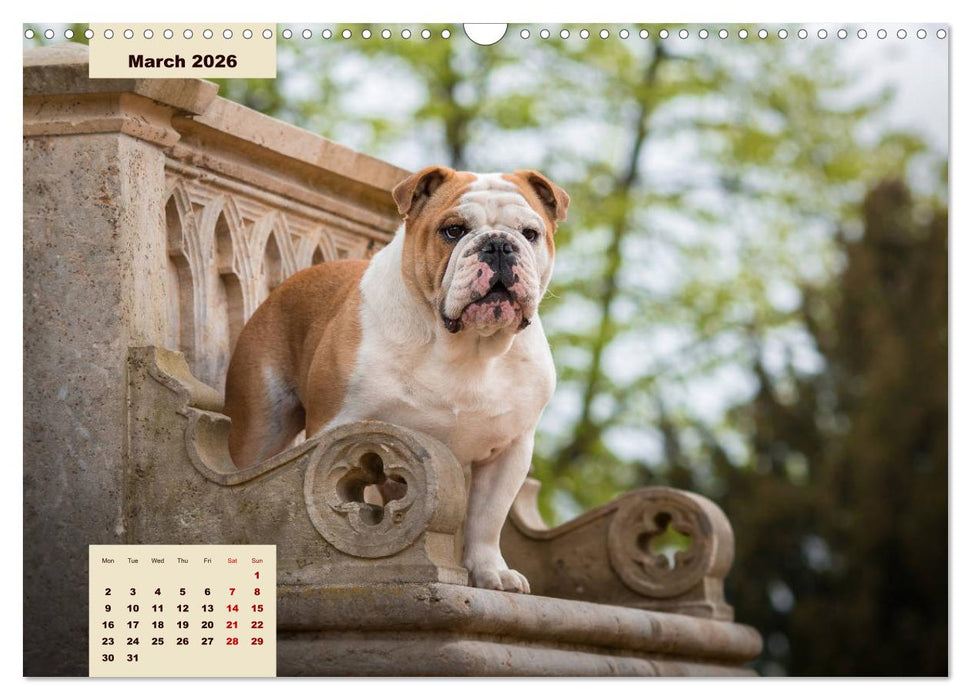 English Bulldog (CALVENDO Monthly Calendar 2026)
