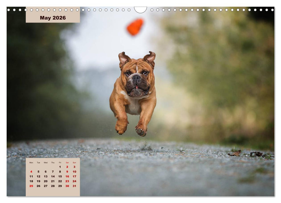 English Bulldog (CALVENDO Monthly Calendar 2026)
