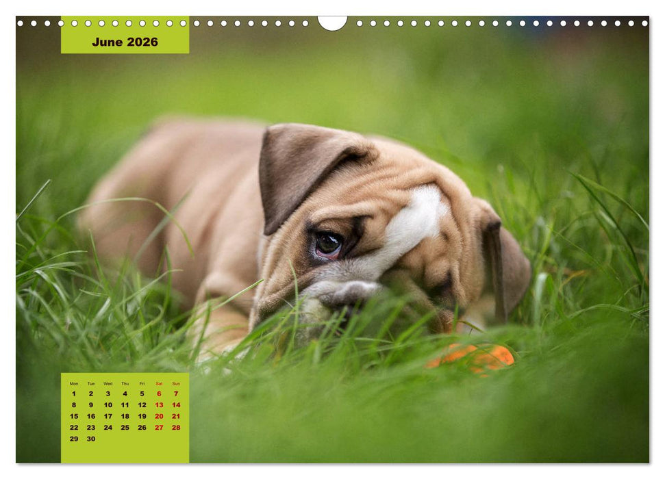 English Bulldog (CALVENDO Monthly Calendar 2026)